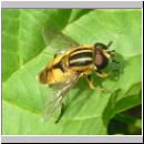 Helophilus hybridus - Helle Sumpfschwebfliege 05.jpg